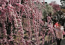 津市藤方の結城神社のしだれ梅 季節日記 旬をより早くお届けする日記